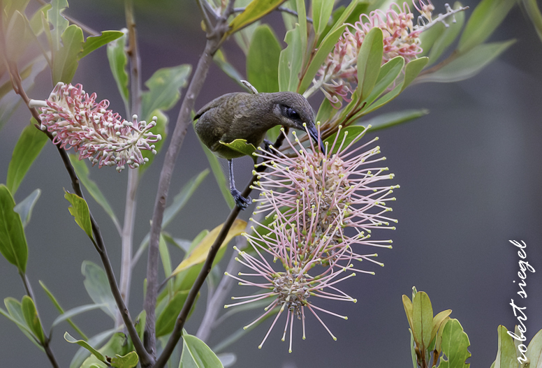 New Holland honeyeater